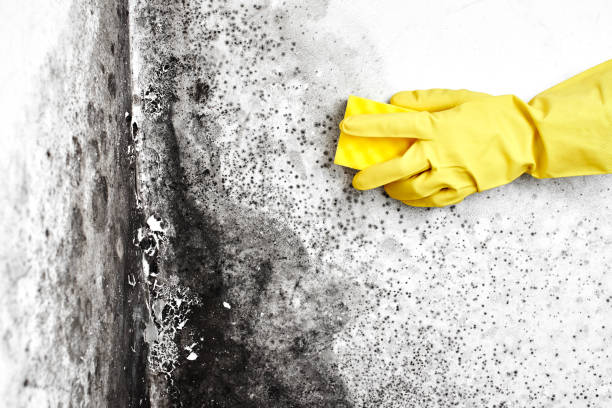 Best Mold Odor Removal Services  in Amboy, IL