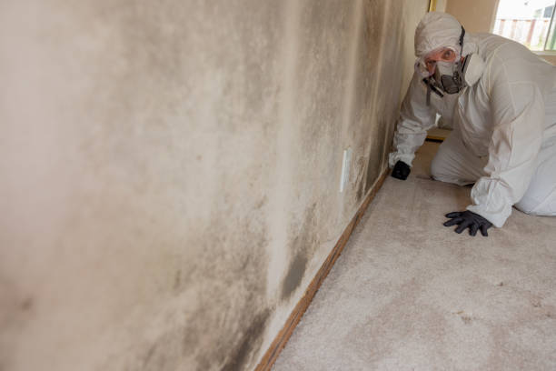 Best Mold Remediation for Healthcare Facilities  in Amboy, IL